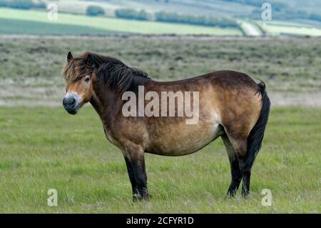 Pony Exmoor pascolo su Exmoor per scopi di conservazione Foto Stock