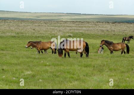 Pony Exmoor pascolo su Exmoor per scopi di conservazione Foto Stock