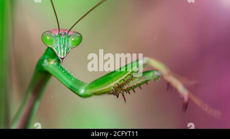 macro ritratto di una bella mantide verde che prega fissando la foto. Insetto grazioso e fragile. Occhi giganti e grandi artigli per la caccia. Foto Stock