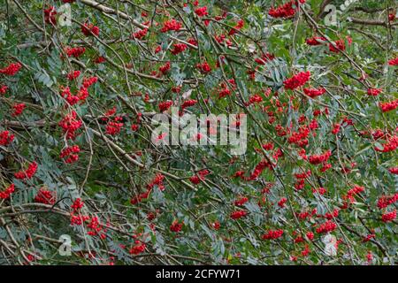 Arbusto di Rowan o cenere di montagna pieno di corymbs di rosso maturo bacche Foto Stock