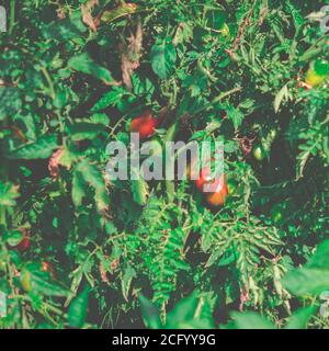 La raccolta autunnale dei pomodori rossi cresce sui cespugli in azienda Foto Stock