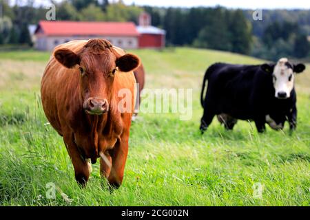 Due mucche che pascolano in campo con una curiosa mucca marrone che guarda nella macchina fotografica. Profondità dof. Foto Stock