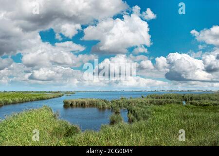 Zona umida del delta di Ebro con campo di riso contro un cielo blu nuvoloso. Spazio di copia vuoto per il testo dell'editor Foto Stock