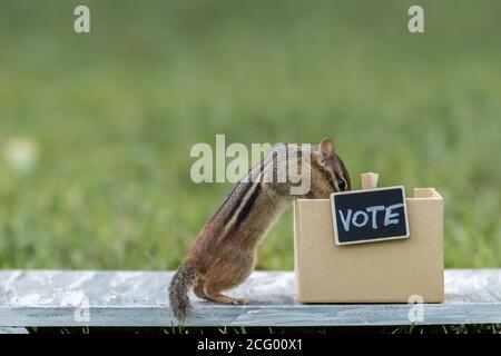 Chipmunk generico VOTO stand elezione concetto peanuts per i voti copia spazio Foto Stock