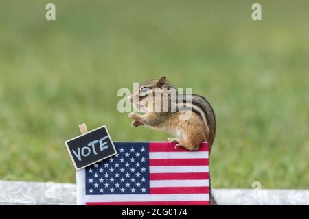 Chipmunk VOTA il concetto di elezione dello stand con le arachidi della bandiera degli Stati Uniti per spazio copia voti Foto Stock