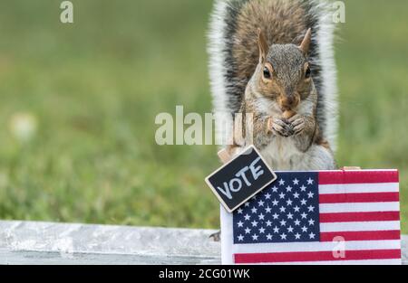 Scoiattolo VOTO concetto di elezione stand con la bandiera USA arachidi per spazio copia voti Foto Stock