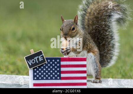 Scoiattolo VOTO concetto di elezione stand con la bandiera USA arachidi per spazio copia voti Foto Stock