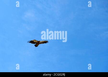 Francia, Alpi dell'alta Provenza, riserva naturale regionale di Verdon, Grand Canyon di Verdon, Griffon Vulture (Gyps fulvus) in volo Foto Stock