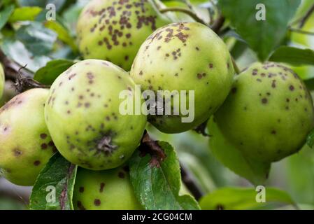 Buca amara sulle mele Foto Stock