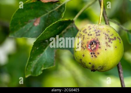 Buca amara sulle mele Foto Stock