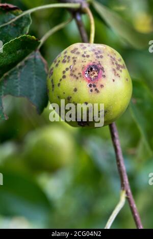 Buca amara sulle mele Foto Stock