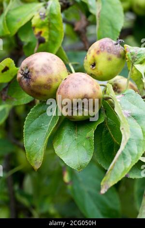 Buca amara sulle mele Foto Stock