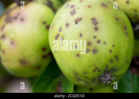 Buca amara sulle mele Foto Stock