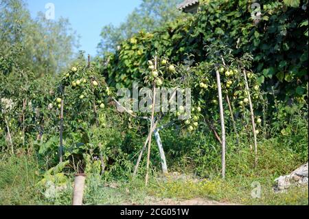 Mele verdi che crescono nel giardino Foto Stock