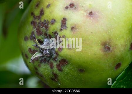 Buca amara sulle mele Foto Stock