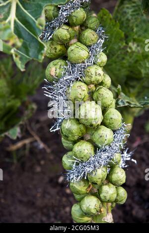 brussel Natale germogli dresd in tinsel argento Foto Stock