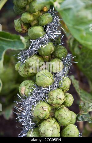 brussel Natale germogli dresd in tinsel argento Foto Stock