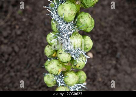 brussel Natale germogli dresd in tinsel argento Foto Stock