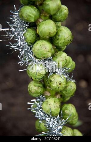 brussel Natale germogli dresd in tinsel argento Foto Stock