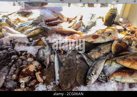 Francia, Finistere, le Guilvinec, la scuola di pesce di Scarlette le Corre: Polpo, Labrus uccelli, triglia rossa, sogliola, granchi ragno, granchi, pollocchi, pou Foto Stock