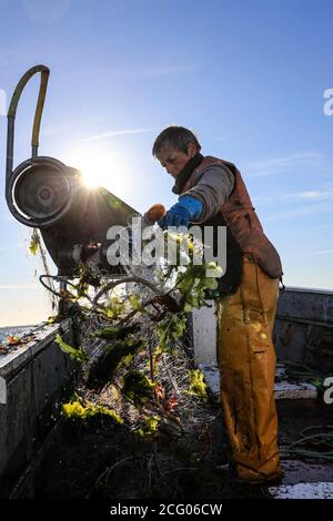 Francia, Finistere, le Guilvinec, ancora alcuni granchi ragno di Labrus e un sacco di alghe, ogni trasporto di reti è una sorpresa Foto Stock