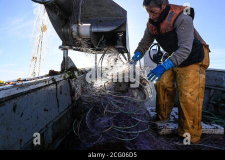 Francia, Finistere, le Guilvinec, ancora alcuni granchi ragno di Labrus e un sacco di alghe, ogni trasporto di reti è una sorpresa Foto Stock