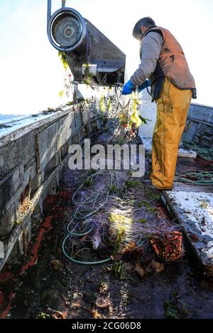 Francia, Finistere, le Guilvinec, ancora alcuni granchi ragno di Labrus e un sacco di alghe, ogni trasporto di reti è una sorpresa Foto Stock