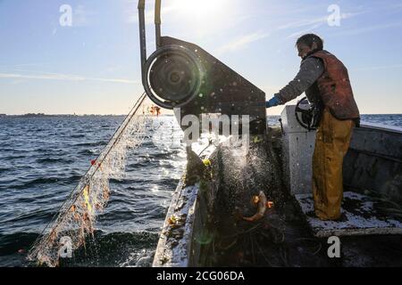 Francia, Finistere, le Guilvinec, ancora alcuni granchi ragno di Labrus e un sacco di alghe, ogni trasporto di reti è una sorpresa Foto Stock