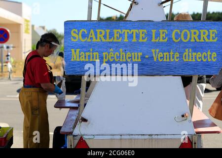 Francia, Finistere, le Guilvinec, la scuola di pesce di Scarlette le Corre: Polpo, uccelli Labrus, triglia rossa, sogliola, granchi ragno Foto Stock