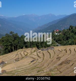 Una bella immagine paesaggistica della coltivazione Terrazza e delle montagne lontane con cielo blu visto da un villaggio in sikkim India Foto Stock