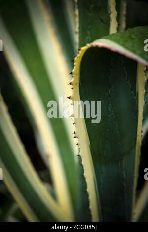 Una vista ingrandita del bordo dell'impulso breve delle foglie di un Agave americana Marginata pianta. Foto Stock