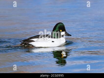 Una bella anatra al Goldeneye comune con una cresta alta, verde ed estesa vista a distanza ravvicinata. Foto Stock