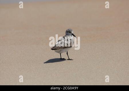Sanderling non allevato a Ormond Beach in Florida. Foto Stock