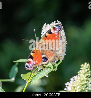 Una bella farfalla di pavone che si nuota su Nectar su un fiore bianco di Buddleja in un giardino in Alsager Cheshire Inghilterra Regno Unito Foto Stock