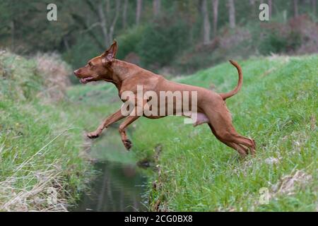 Ungherese Vizsla / Magyar Vizsla, razza di cane sportivo dall'Ungheria che salta sopra fossato Foto Stock