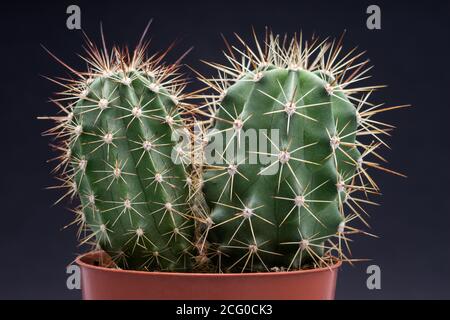 Bellissimo gruppo di cactus in vaso rosso isolato su nero sfondo Foto Stock