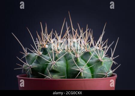 Prickly gymnocalycium baldianumin pentola rossa isolata su fondo nero Foto Stock