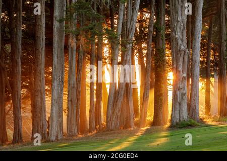 Spettacolare tramonto di Monterey Cypress Trees sul Presidio di San Francisco, California. Foto Stock