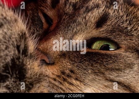 vista ravvicinata del gatto tabby domestico con messa a fuoco selettiva Foto Stock