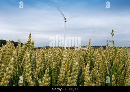 Campo di maturazione del grano con una turbina eolica tra il raccolto. North Yorkshire, Regno Unito. Foto Stock