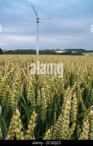Campo di maturazione del grano con una turbina eolica tra il raccolto. North Yorkshire, Regno Unito. Foto Stock