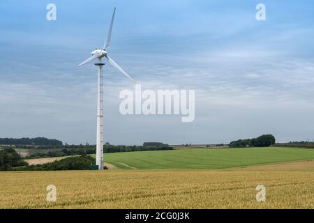 Campo di maturazione del grano con una turbina eolica tra il raccolto. North Yorkshire, Regno Unito. Foto Stock