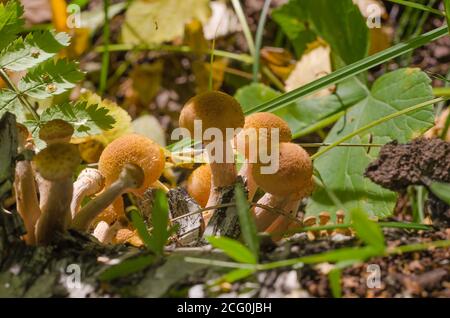 Tardivo funghi della foresta commestibili miele agarici in erba. Raccolta di funghi autunnali Foto Stock