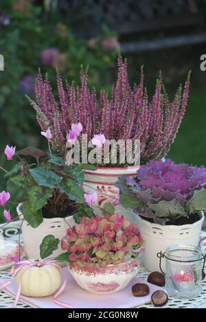 decorazione giardino autunno con fiori in viola e zucca bianca baby boo Foto Stock