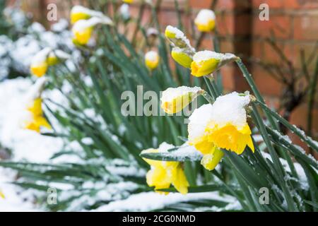 Narcisi nella neve in un letto di fiori o confine invernale, Regno Unito Foto Stock