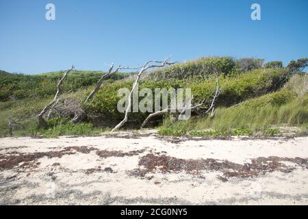 Spiaggia remota con sabbia, piante autoctone e driftwood sotto un cielo blu chiaro su St. Croix, nelle Isole Vergini statunitensi Foto Stock