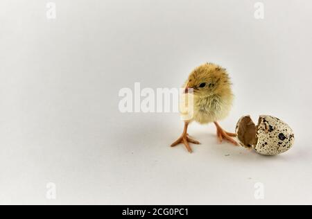 Pulcino di quaglia neonato con guscio di sego Foto Stock