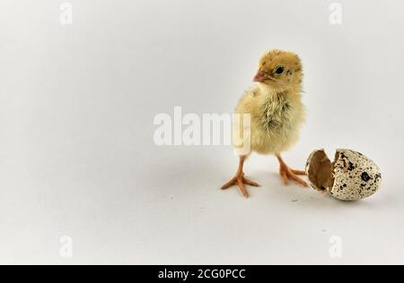 Pulcino di quaglia neonato con guscio di sego Foto Stock