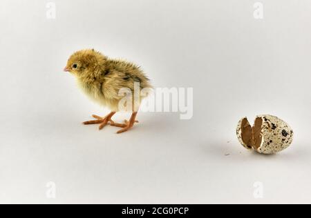 Pulcino di quaglia neonato con guscio di sego Foto Stock