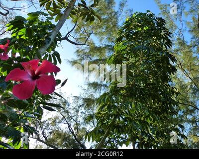 Bel fiore rosso hibiscus cinese nel giardino dell'isola di Mauritius. Lussureggiante vegetazione tropicale contro il cielo blu. Idilliaca scena estiva. Foto Stock